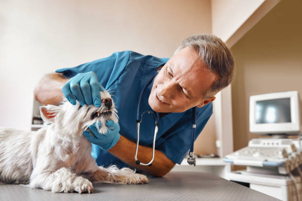 Best Emergency Root Canal Treatment in Williamsburg, VA